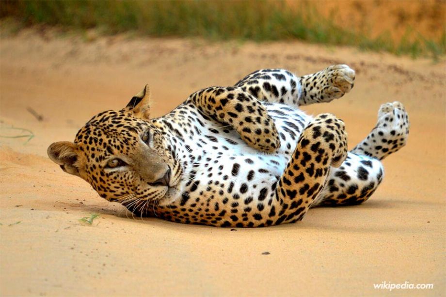 Leopardo en el parque nacional Yala de Sri Lanka - Foto de Wikipedia