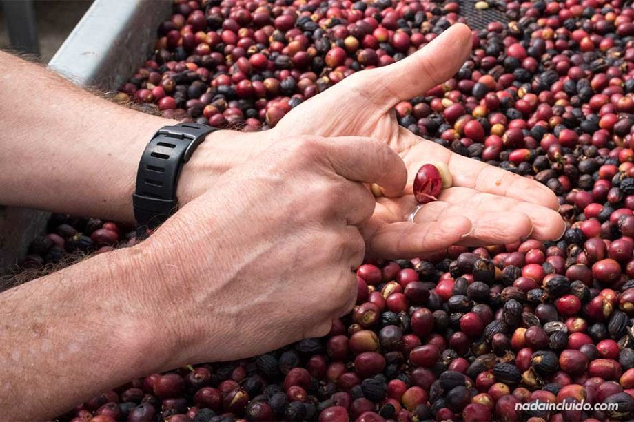 Cogiendo una semilla de café en el secadero de Elida Estate Coffee, en Boquete (Panamá)