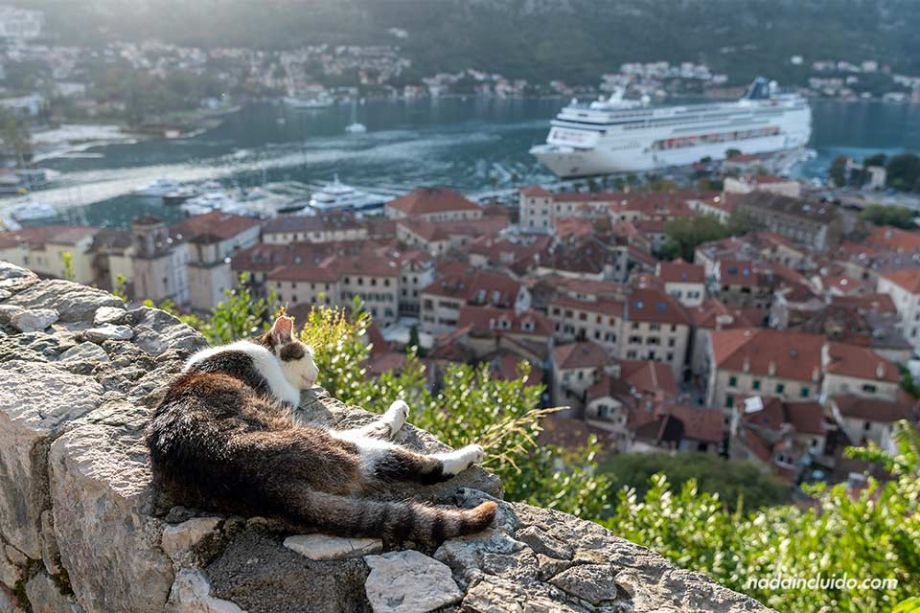 Gato en el castillo de San Juan - Qué ver en Kotor (Montenegro)