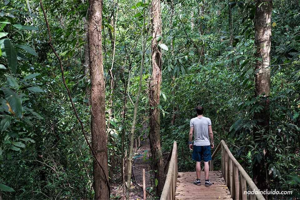 Puente de madera en el camino a la catarata en el Parque Nacional de Manuel Antonio (Costa Rica)