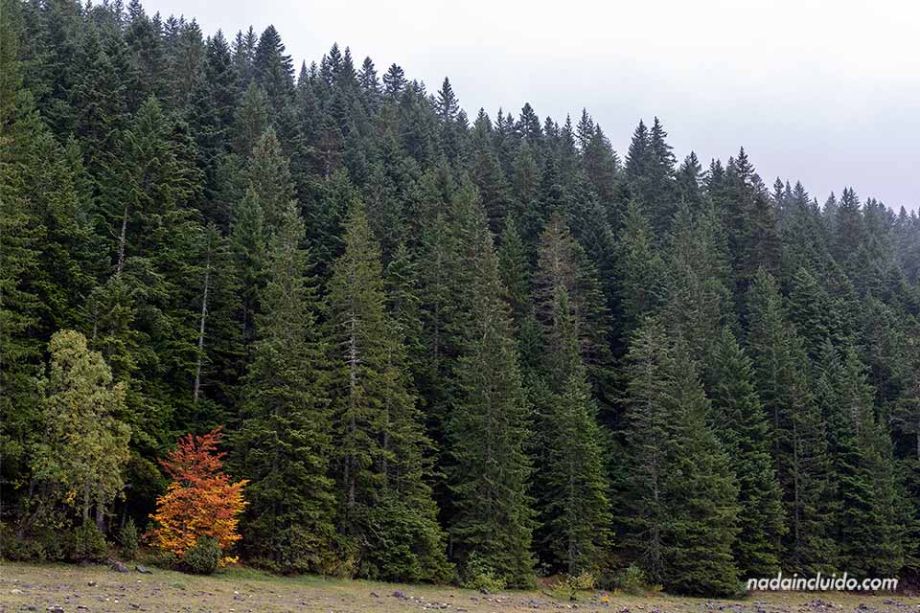 Árboles en el lago Negro del parque nacional Durmitor (Montenegro)