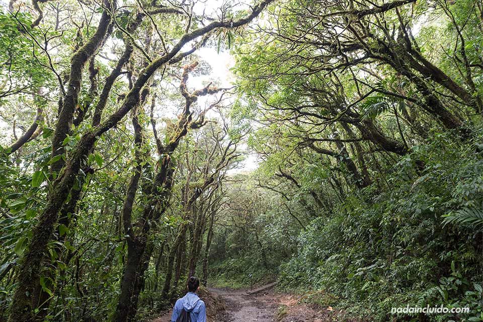 Paseando por un sendero del Bosque Nuboso de Monteverde (Costa Rica)