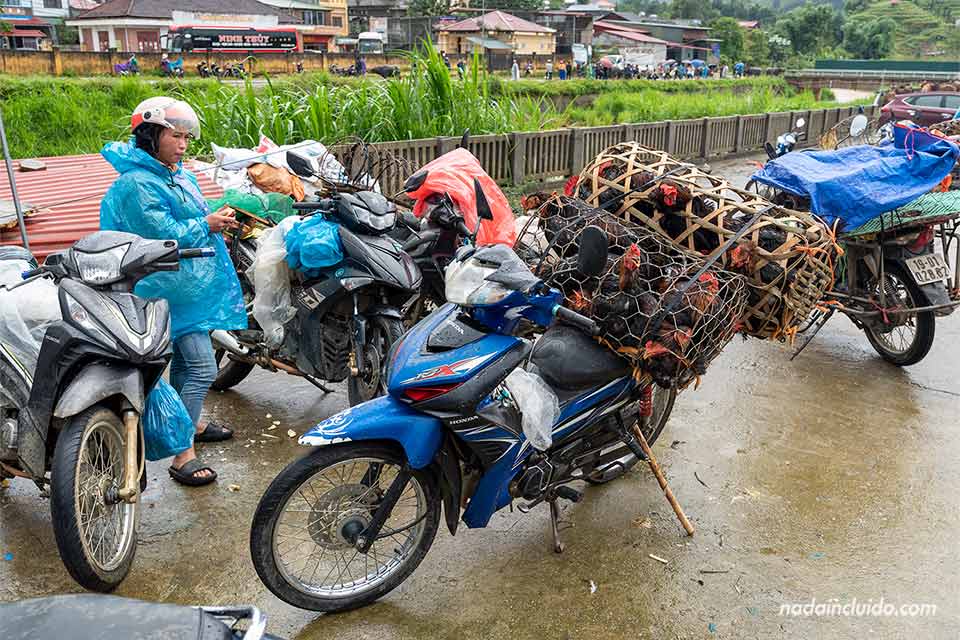 Venta de gallinas en el mercado étnico de Bac Ha, en la calle Na Co (Vietnam)