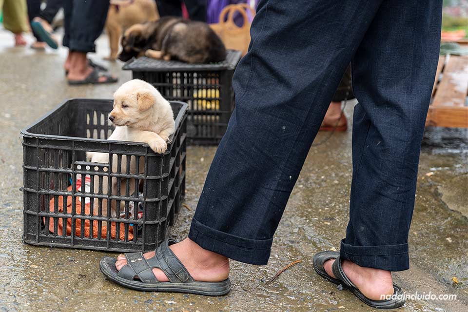 Venta de perros en el mercado étnico de Bac Ha, en la calle Na Co (Vietnam)