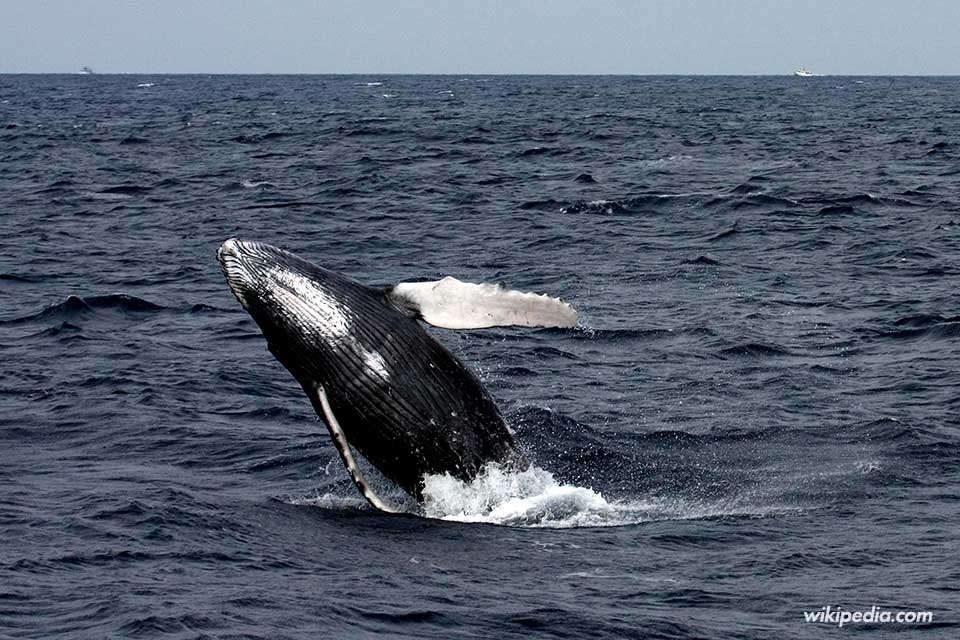 Avistamiento de ballenas - Qué ver en Sri Lanka - Foto de Wikipedia