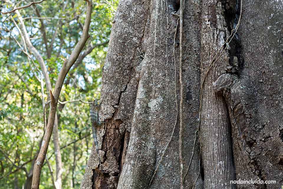 Un lagarto sube por el tronco de un árbol en el Parque Nacional Rincón de la Vieja (Costa Rica)