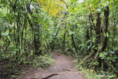 Sendero Las Coladas en el Parque Nacional del Volcán Arenal (Costa Rica)