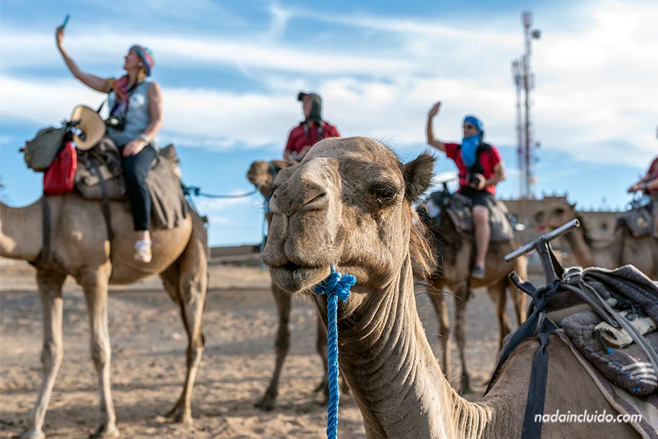 Camello junto a un grupo de turistas en Merzouga (Marruecos)