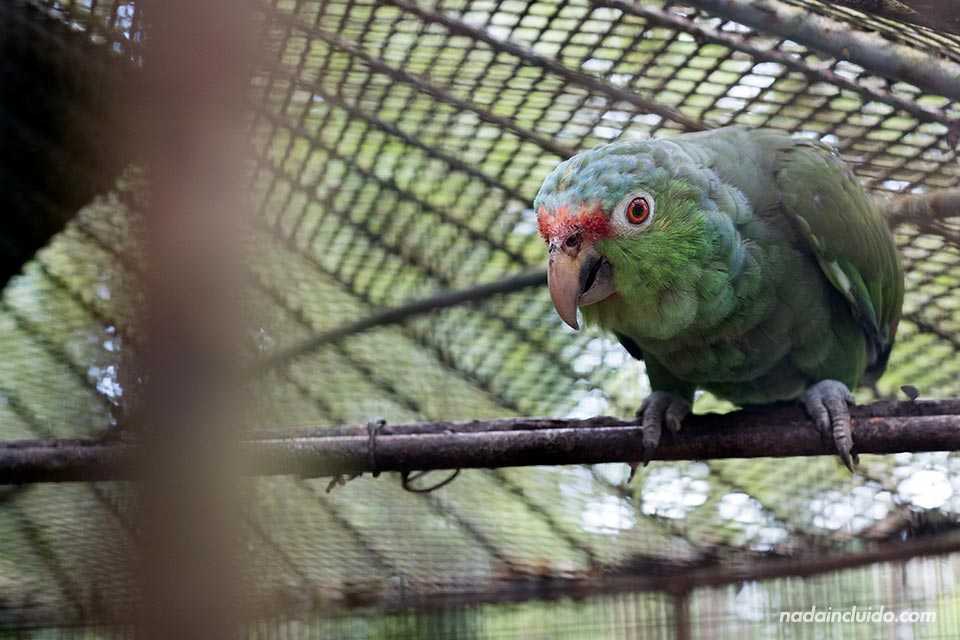 Loro enjaulado en "El Nispero Zoo", en el Valle de Antón (Panamá)