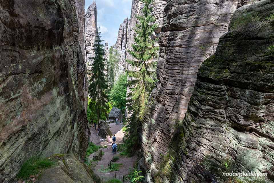 Vista desde arriba del Corredor Imperial (Císařská chodba) de las rocas de Prachov - Prachovské skály (República Checa)