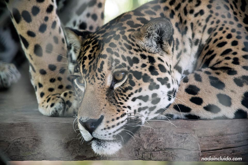 Jaguar enjaulado en "El Nispero Zoo", en el Valle de Antón (Panamá)
