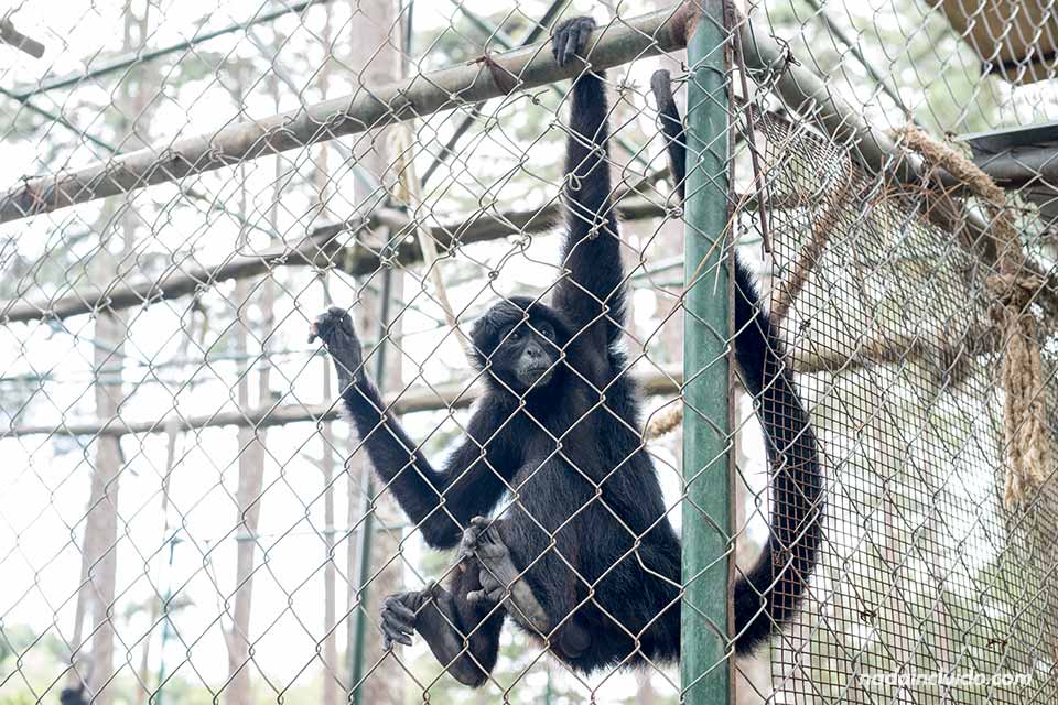 Mono enjaulado en "El Nispero Zoo", en el Valle de Antón (Panamá)