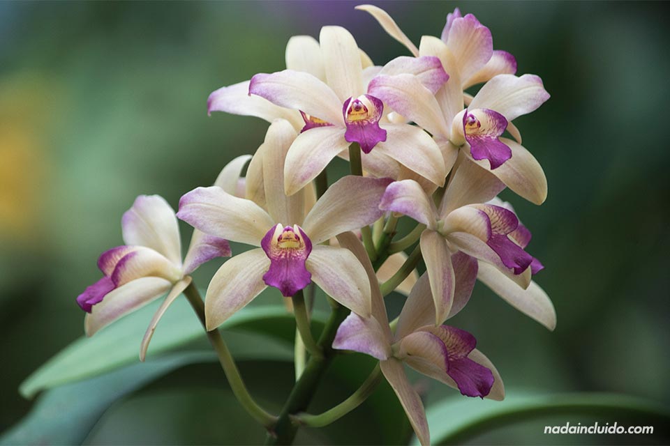 Orquídeas en el Jardín Botánico Lankester (Costa Rica)