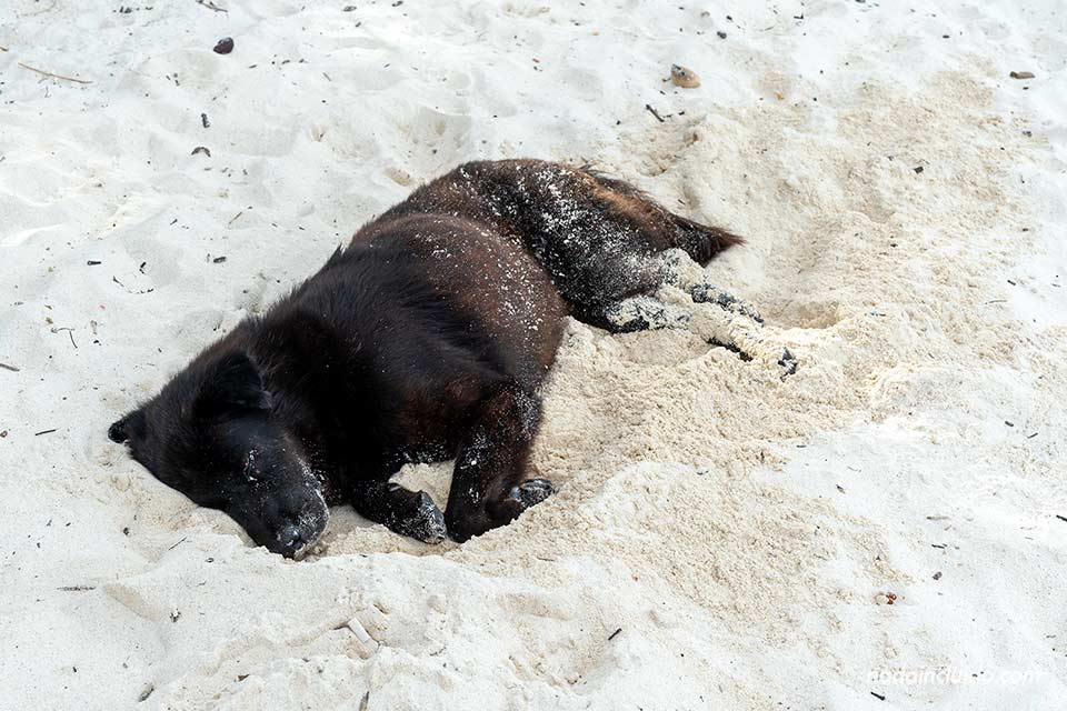 Perro tumbado en la Sunrise Beach de Koh Lipe (Tailandia)
