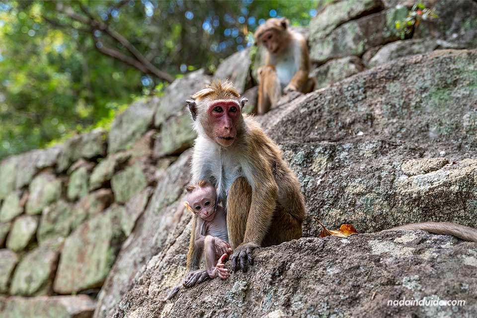 Familia de monos en las escaleras de acceso a Sigiriya (Sri Lanka)