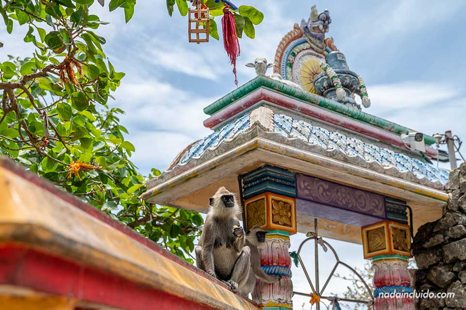 Monos en el templo Koneswaram - Trincomalee (Sri Lanka)
