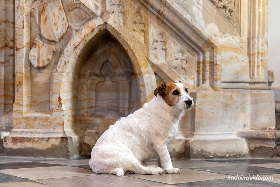 Un perro en el interior de la catedral del Espíritu Santo (katedrála Svatého Ducha) de Hradec Králové (República Checa)