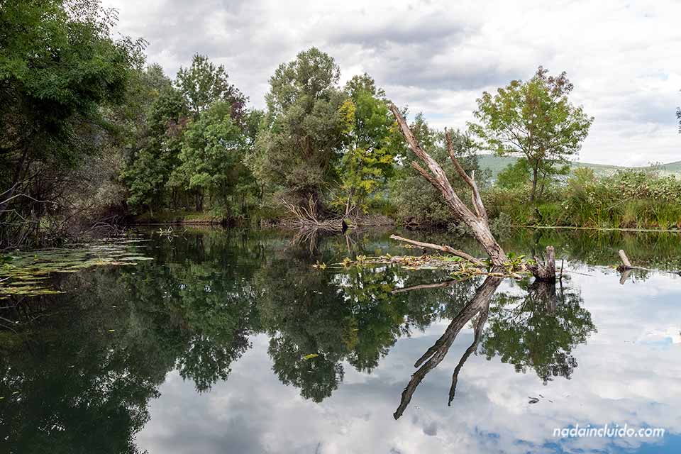 Árbol seco en el río Krupa - Parque natural Hutovo Blato (Bosnia y Herzegovina)