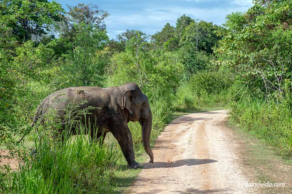 Elefante cruza la carretera del parque nacional Minneriya (Sri Lanka)