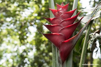 Flor heliconia en el Jardín Botánico Lankester (Cartago, Costa Rica)