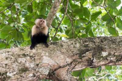Mono carablanca en el Parque Nacional de Cahuita (Costa Rica)