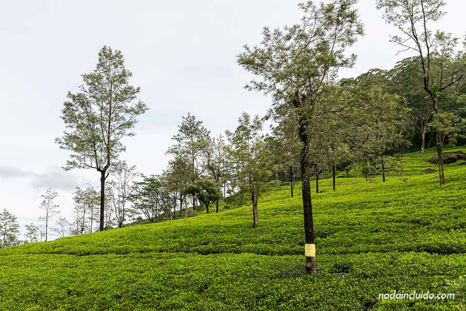 Árboles sobre los campos de té de Labookellie(Sri Lanka)