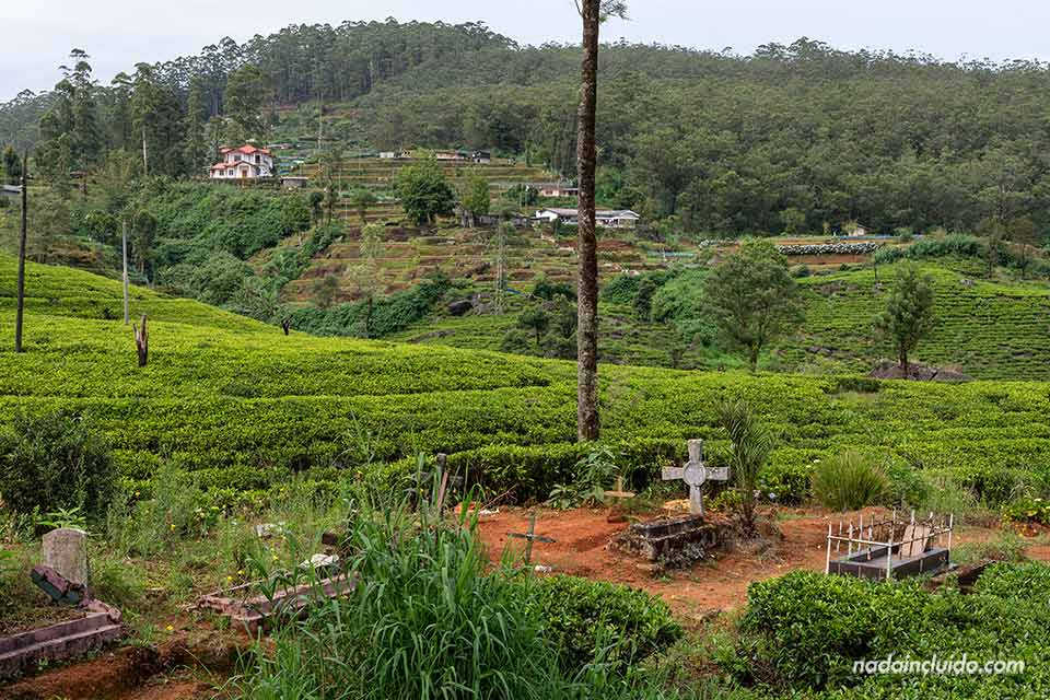 Cementerio junto a los campos de té de Labookellie(Sri Lanka)