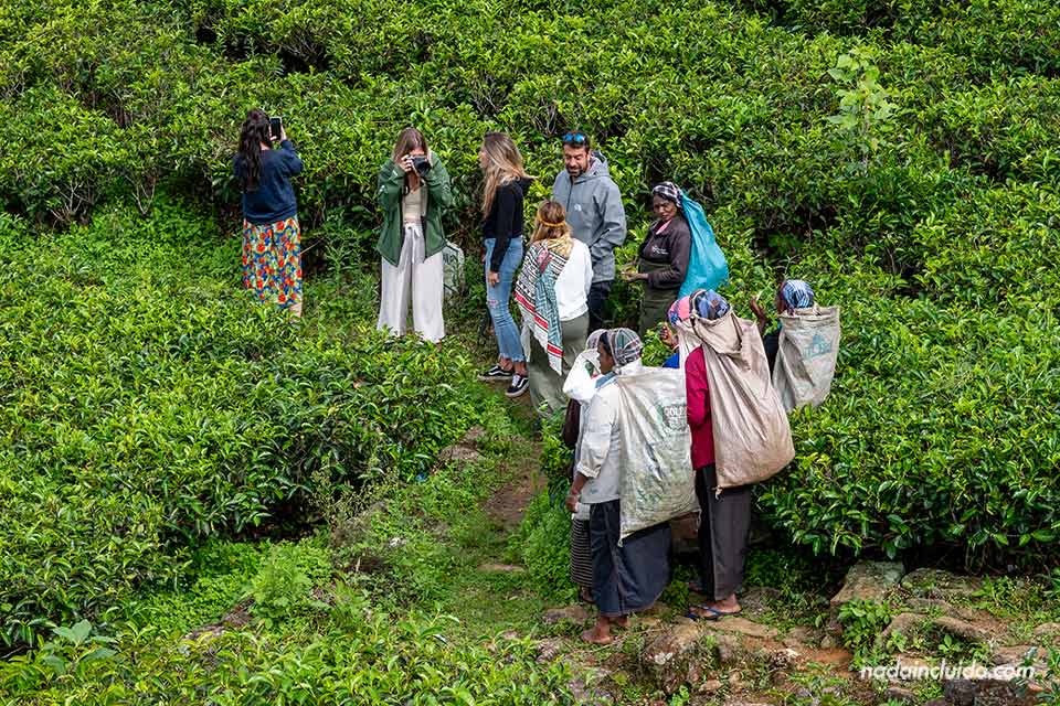 Mujeres tamiles recolectoras de té charlan con turistas en Labookellie - Nuwara Eliya (