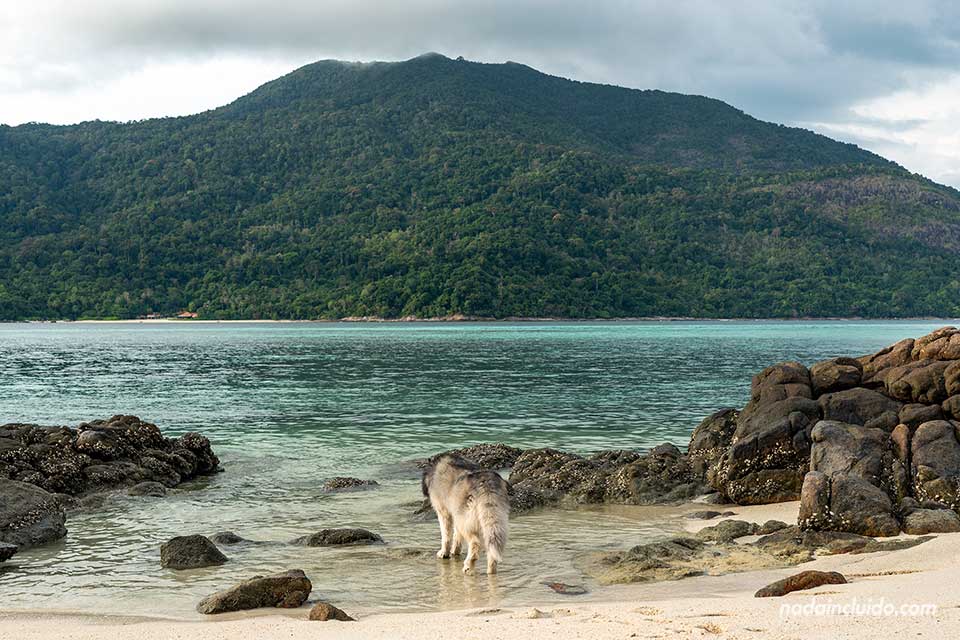 Perro Husky bañándose en la playa Bullow de Koh Lipe (Tailandia)