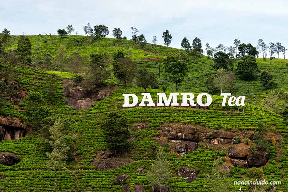Cartel de la factoría Damro Tea en Labookellie (Sri Lanka)
