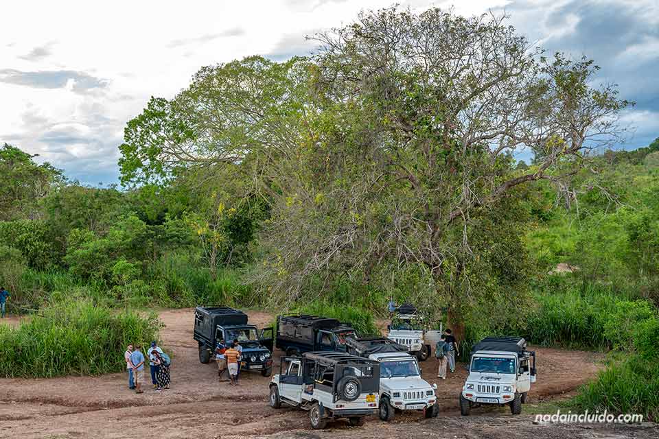 Jeeps de safari junto al mirador del parque nacional Minneriya (Sri Lanka)
