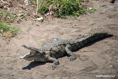 Cocodrilo en la orilla del Río Grande de Tárcoles (Costa Rica)