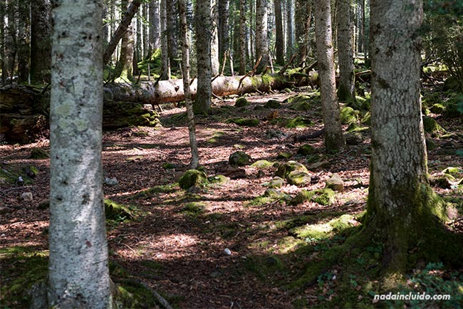 Bosque en el Parque Nacional de Ordesa y Monte Perdido (Aragón)