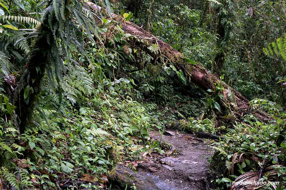 Árbol caído en el sendero de las tres cascadas escondidas, en Boquete (Panamá)