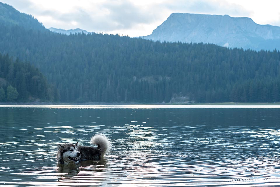 Perro bañándose en el lago Negro del parque nacional Durmitor (Montenegro)
