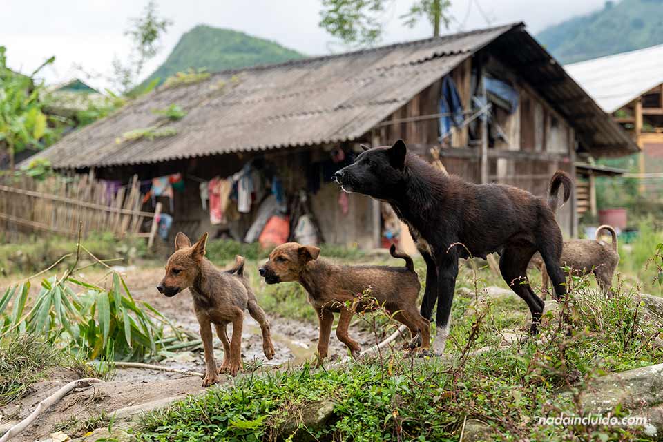 Perros ladrando en la aldea de Lao Chai, Sapa (Vietnam)