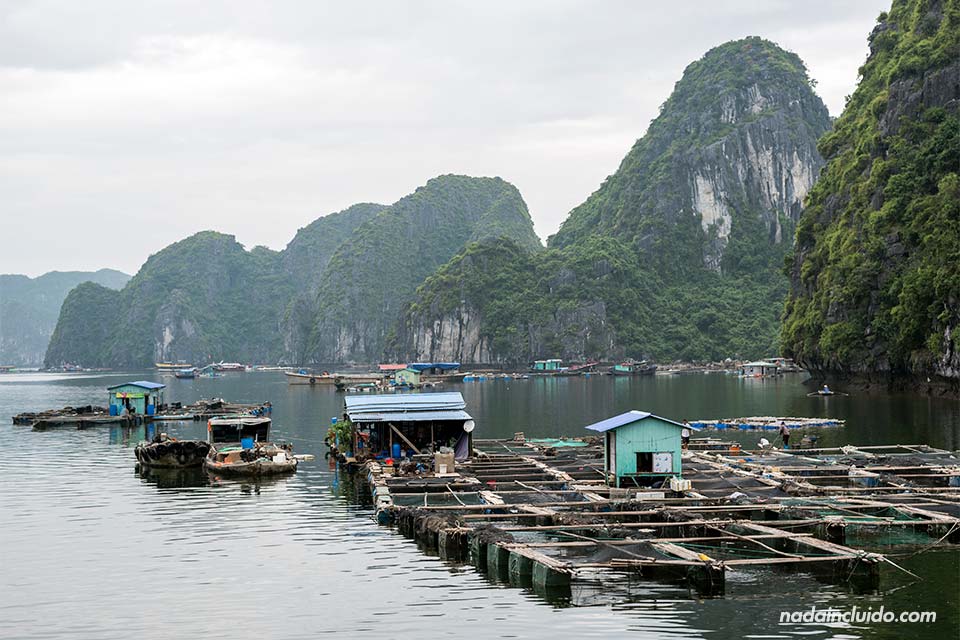 Pueblo flotante en la bahía de Lan Ha (Vietnam)