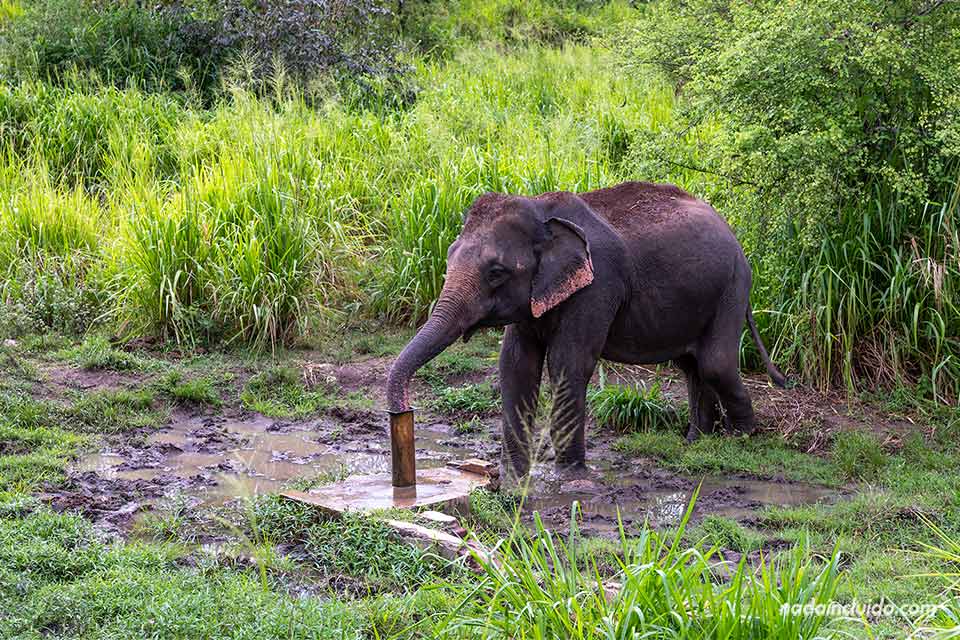 Un elefante bebiendo agua cerca del parque nacional Minneriya (Sri Lanka)