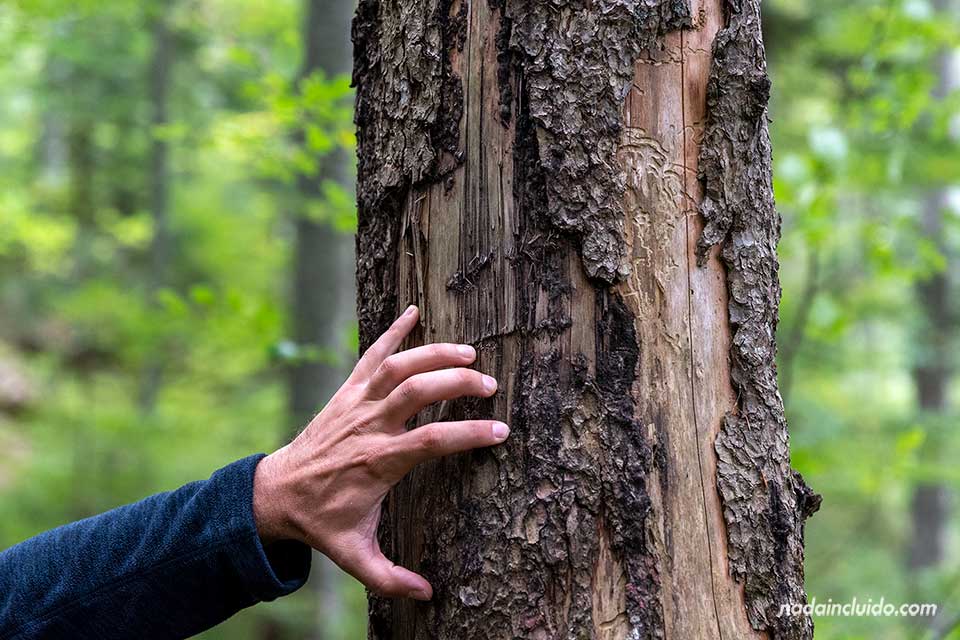 Marcas de oso en un tronco del bosque primario Perućica en el parque nacional Sutjeska (Bosnia y Herzegovina)