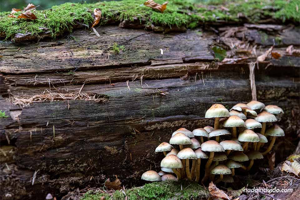 Setas crecen bajo un tronco del bosque primario Perućica en el parque nacional Sutjeska (Bosnia y Herzegovina)