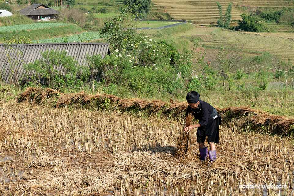 Mujer Hmong negro trabajando en el campo en la aldea Ma Tra (Sapa, Vietnam)