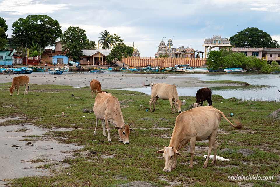 Vacas en el barrio de Salli en Trincomalee (Sri Lanka)