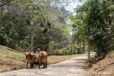 Carreta tirado por bueyes en la carretera junto al pueblo de Tárcoles (Costa Rica)
