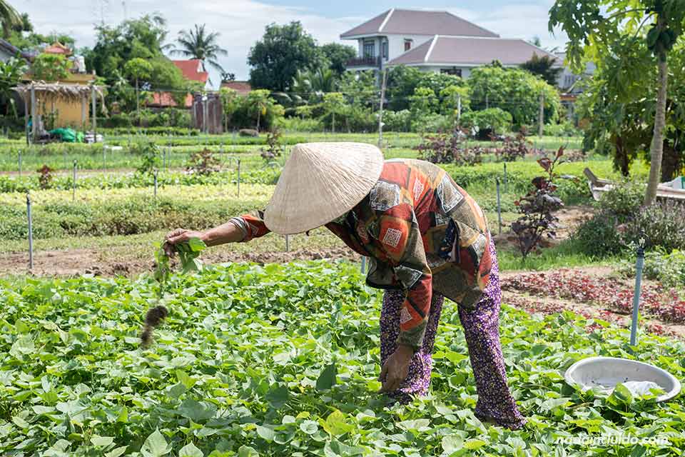 Campesino vietnamita trabajando en un cultivo ecológico cerca de Hoi An (Vietnam)