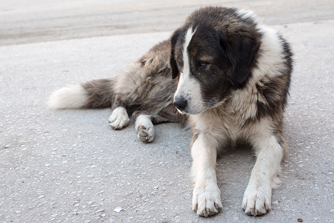 Perro en la estación de autobuses de Krusevo (Macedonia)