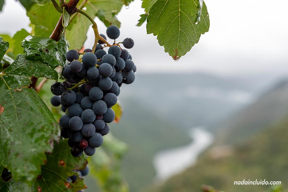 Uvas en el mirador Souto Chao, Ribeira Sacra (Galicia)