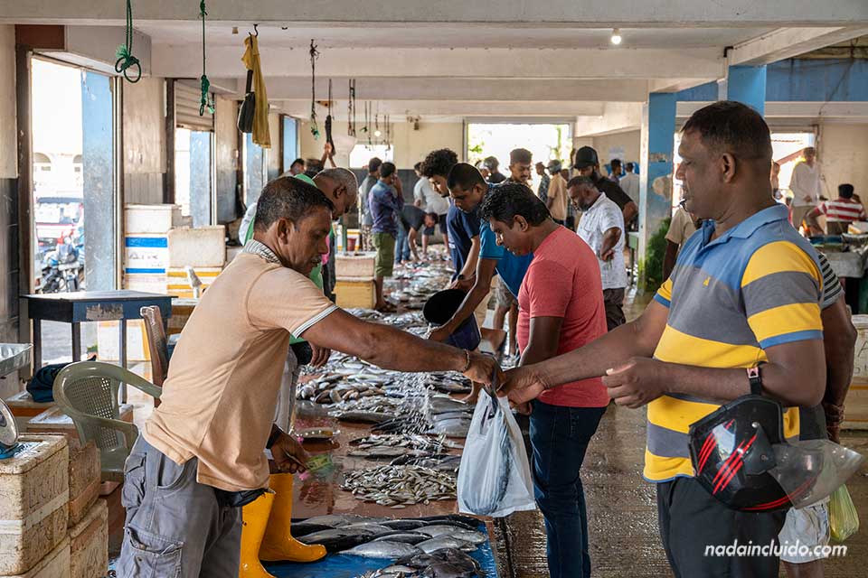 Comprando pescado en la lonja de Trincomalee - Sri Lanka