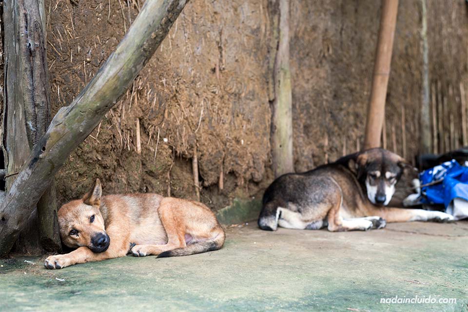 Perros en la aldea de Viet Hai, en la Bahía de Lan Ha (Vietnam)