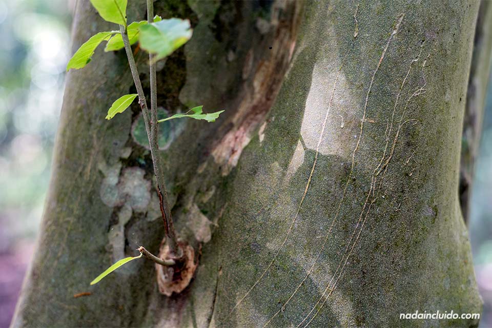 Marcas de felino en el tronco de un árbol del parque nacional de Corcovado (Costa Rica)