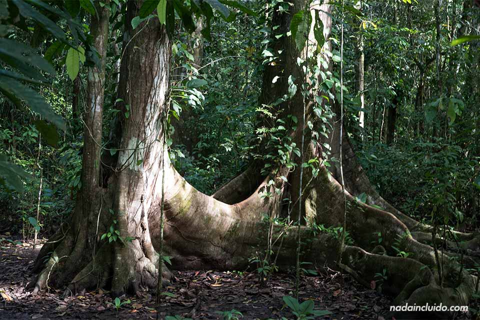Dos árboles conectados por las raíces en el parque nacional de Corcovado (Costa Rica)